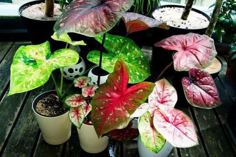 Lá của cây Monstera Deliciosa với những vết xẻ tự nhiên độc đáo và màu xanh tươi mát, thể hiện vẻ đẹp hoang dã và nghệ thuật cho không gian nội thất